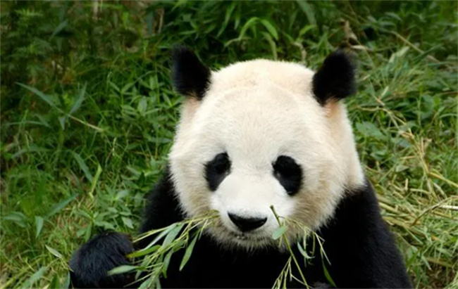 大熊猫生活在什么地方 大熊猫的性格特征有哪些   小刀娱乐网  第3张