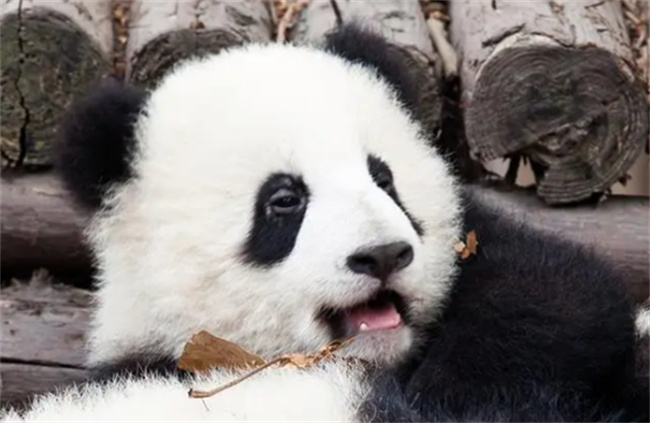大熊猫生活在什么地方 大熊猫的性格特征有哪些   小刀娱乐网  第2张