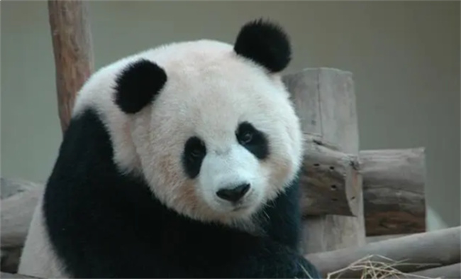 大熊猫生活在什么地方 大熊猫的性格特征有哪些   小刀娱乐网  第1张
